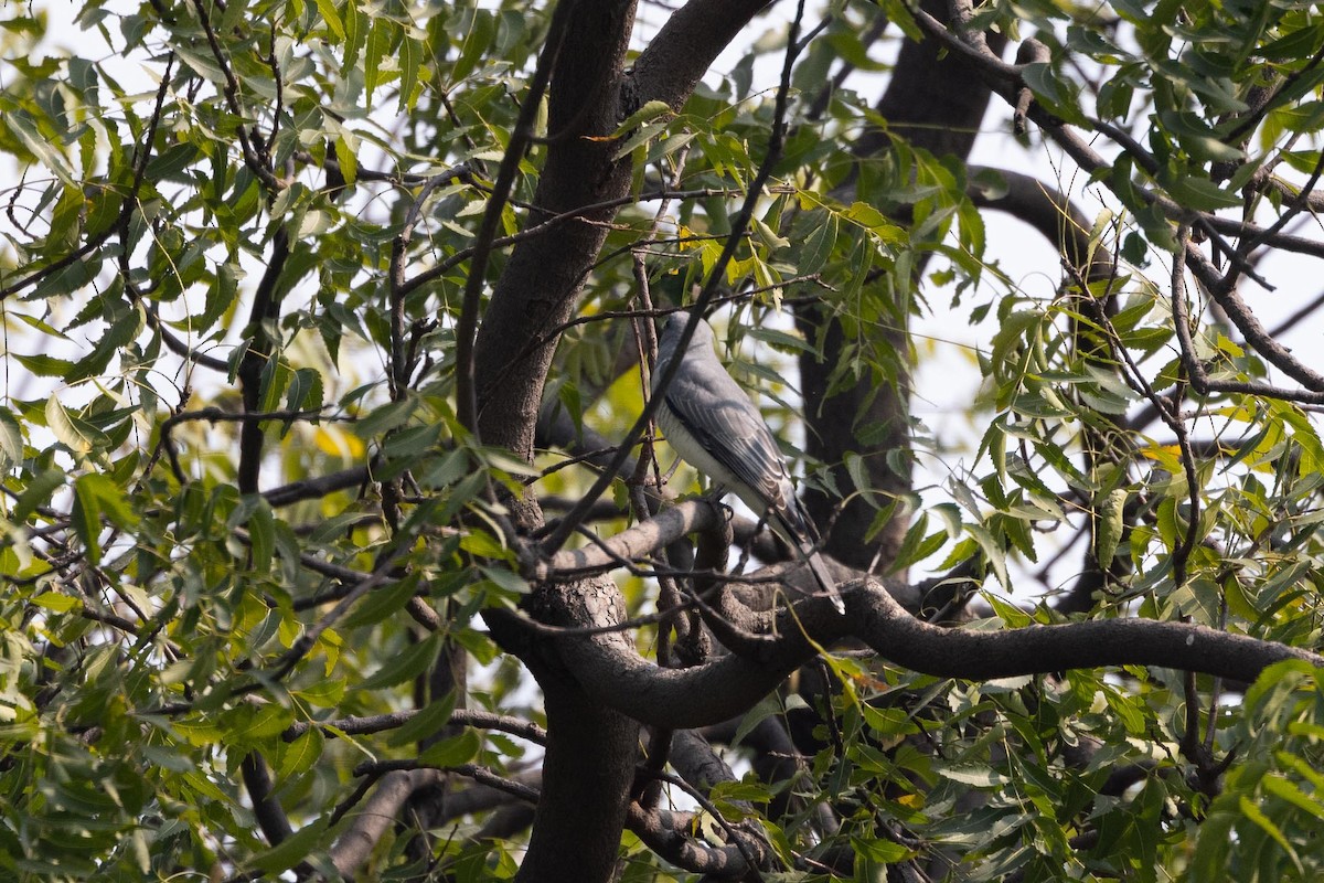 Indian Cuckooshrike - ML646580417
