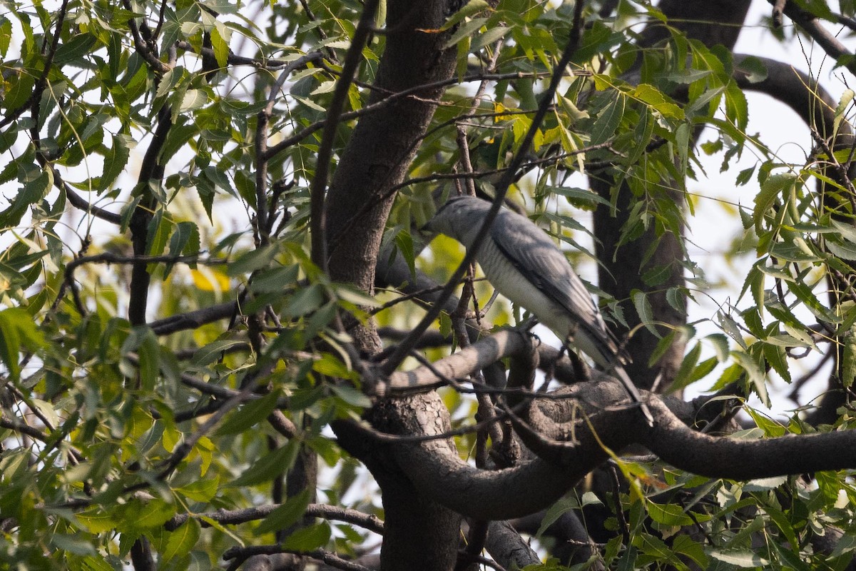 Indian Cuckooshrike - ML646580418