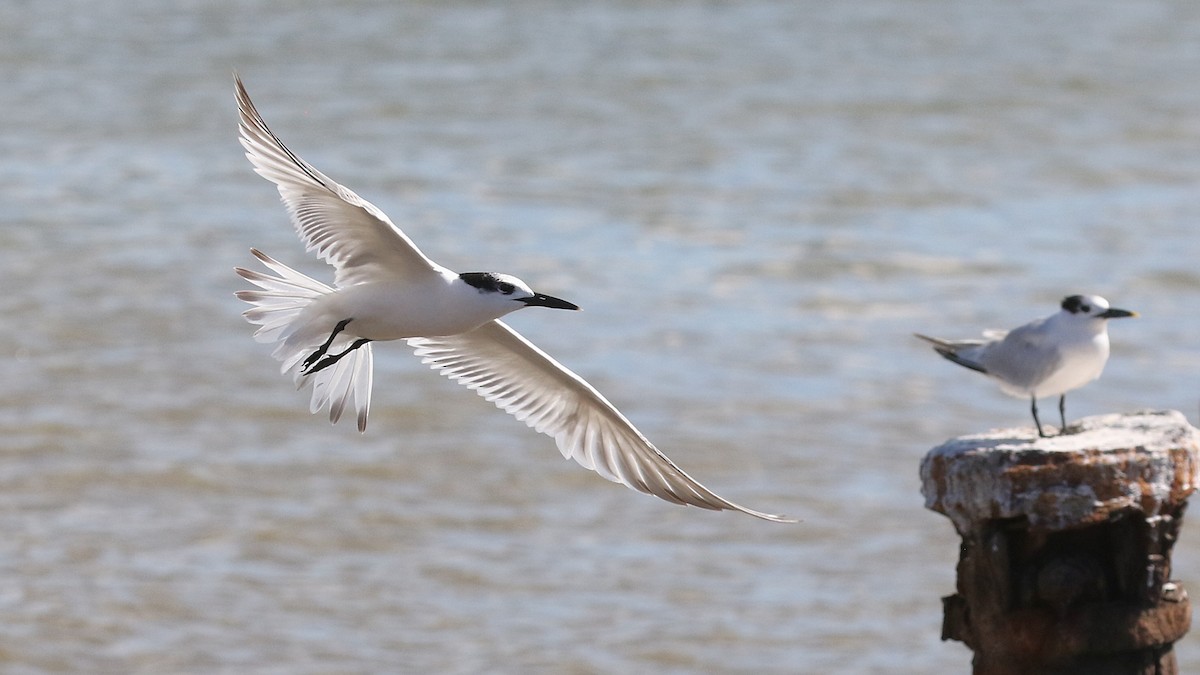 サンドイッチアジサシ - ML646580419