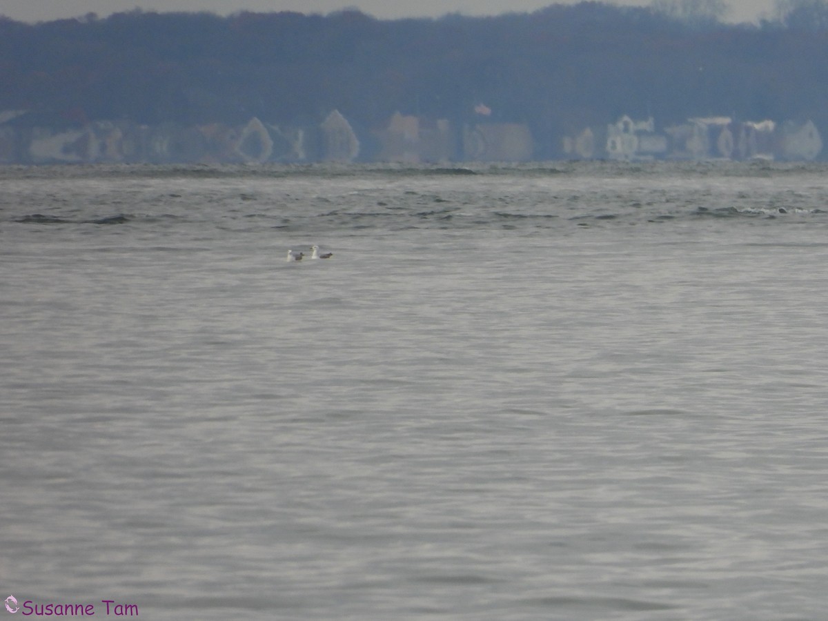 Lesser Black-backed Gull - ML646580423