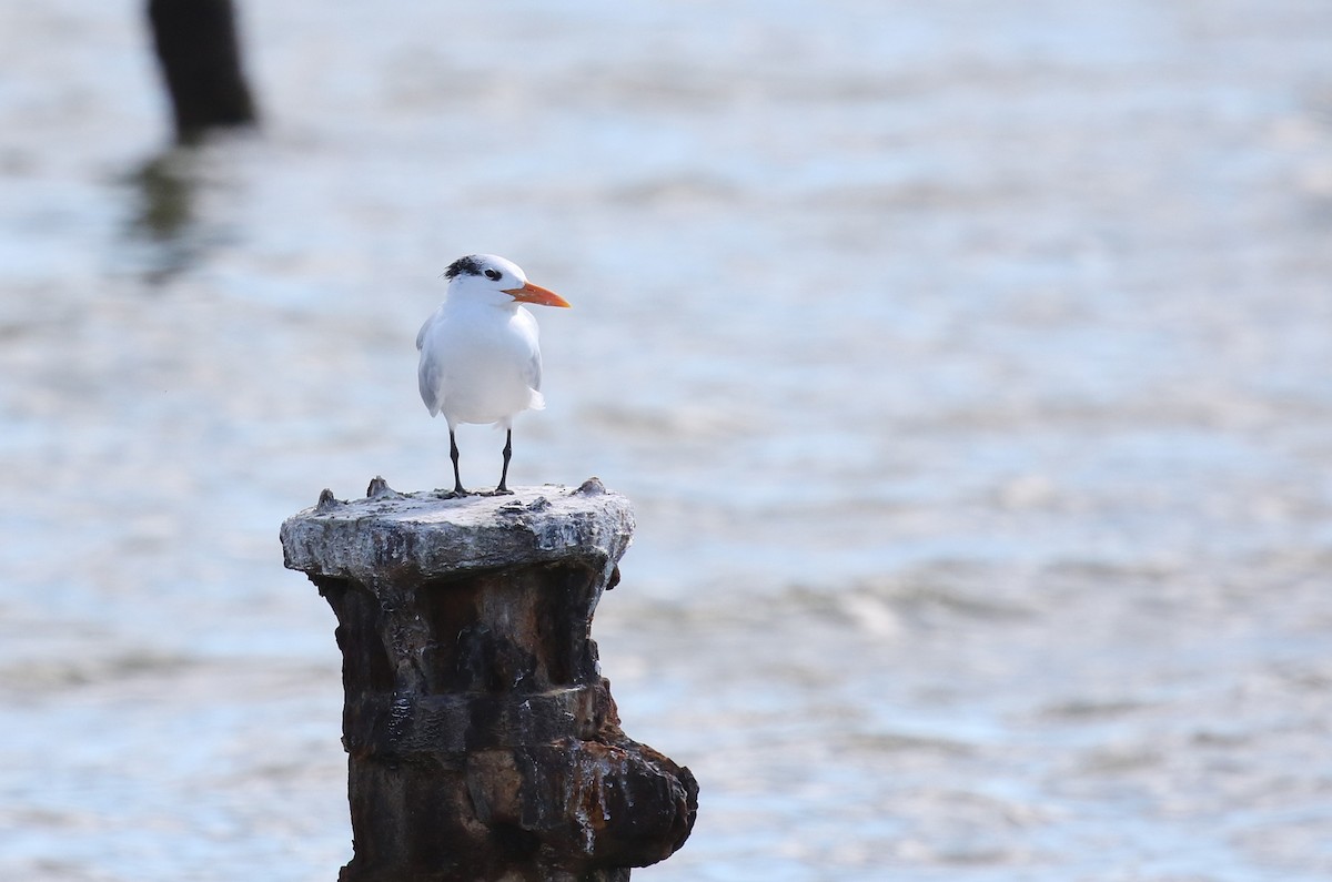 アメリカオオアジサシ - ML646580428