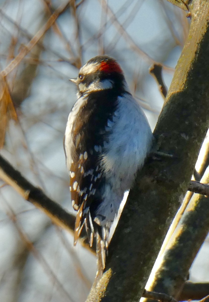 Pic mineur - ML646580430