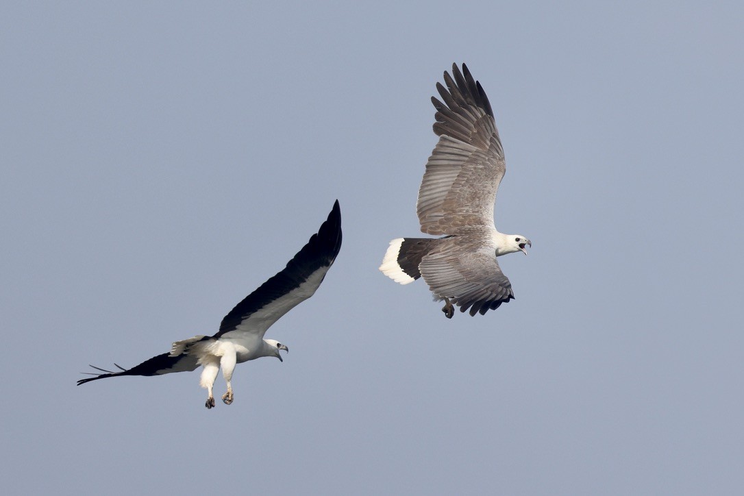 White-bellied Sea-Eagle - ML646580432