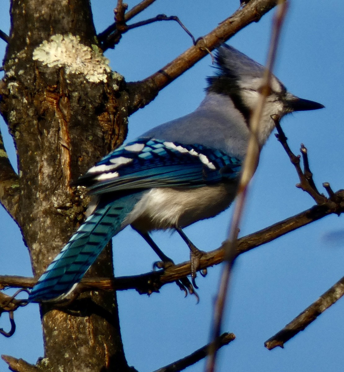 Blue Jay - ML646580438