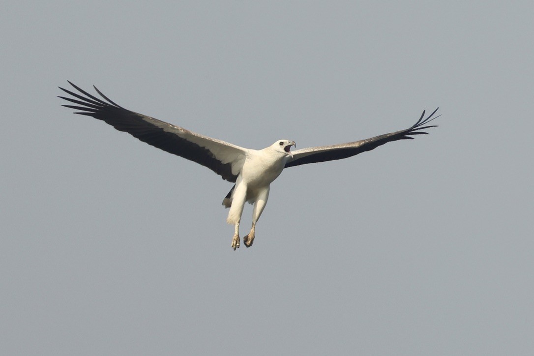 White-bellied Sea-Eagle - ML646580448