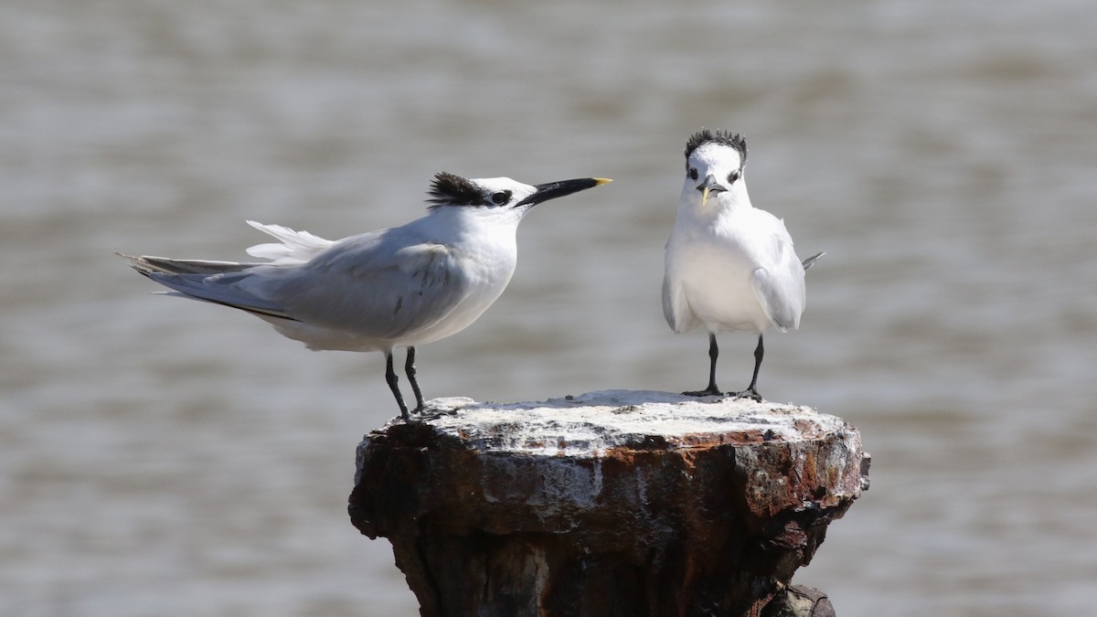 サンドイッチアジサシ - ML646580449