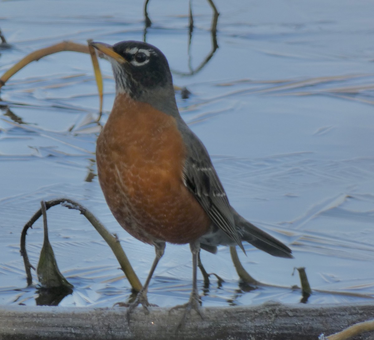 קיכלי נודד - ML646580452