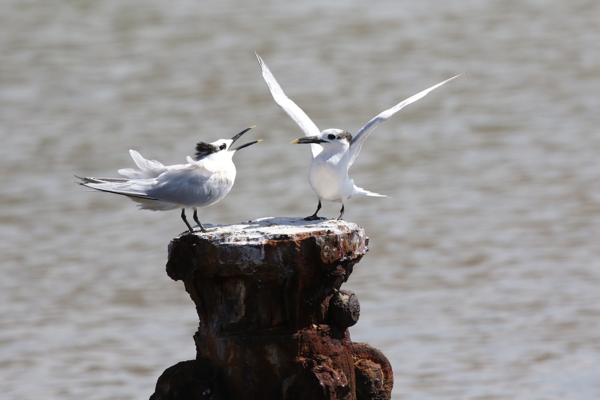 サンドイッチアジサシ - ML646580454