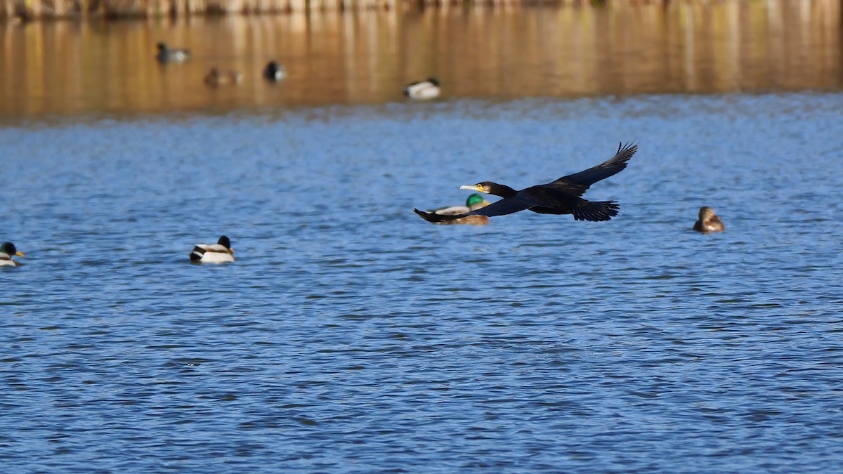 Тураг гогой - ML646580455