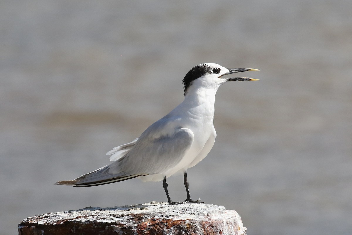 サンドイッチアジサシ - ML646580457