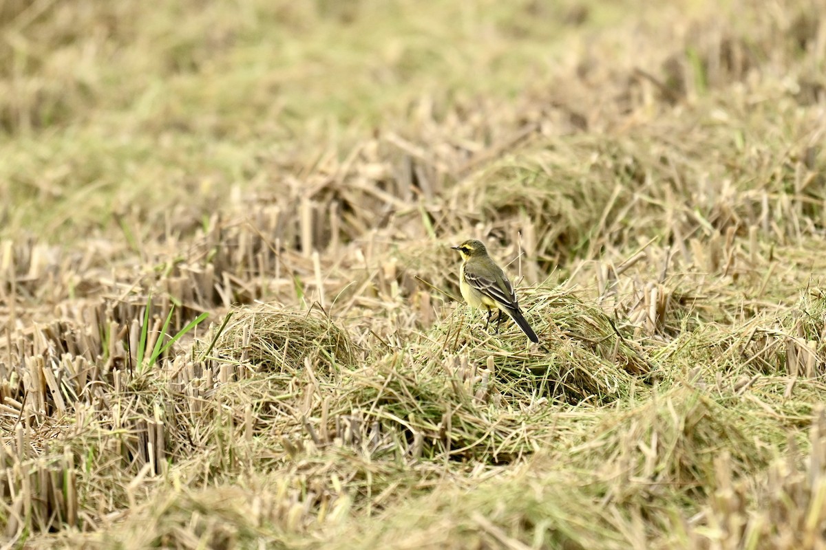 Eastern Yellow Wagtail - ML646580458