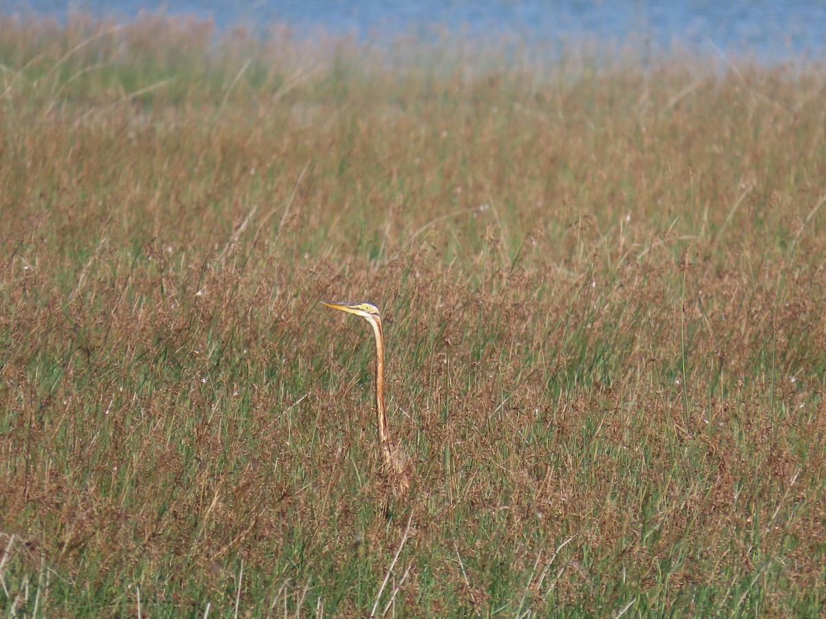 אנפה ארגמנית - ML646580460