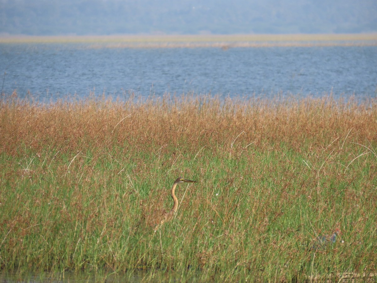 אנפה ארגמנית - ML646580461