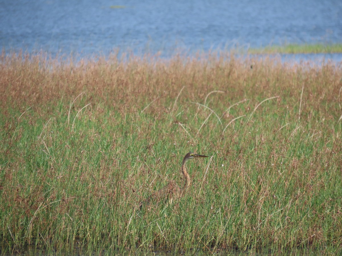 Airone rosso - ML646580462