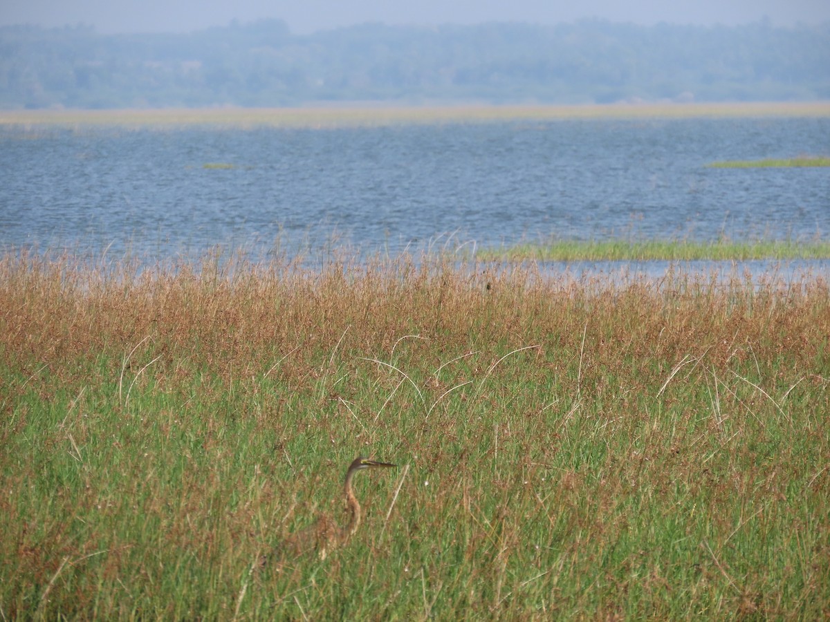 אנפה ארגמנית - ML646580463
