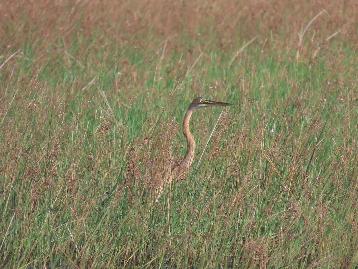 אנפה ארגמנית - ML646580464