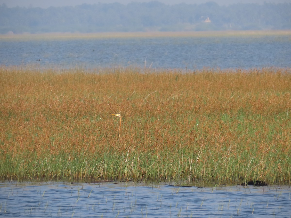 אנפה ארגמנית - ML646580465