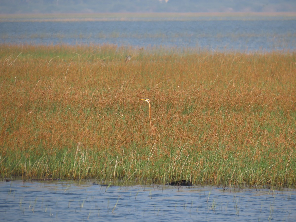 אנפה ארגמנית - ML646580467