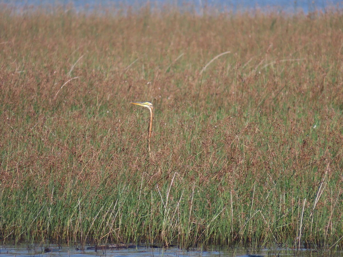 אנפה ארגמנית - ML646580468