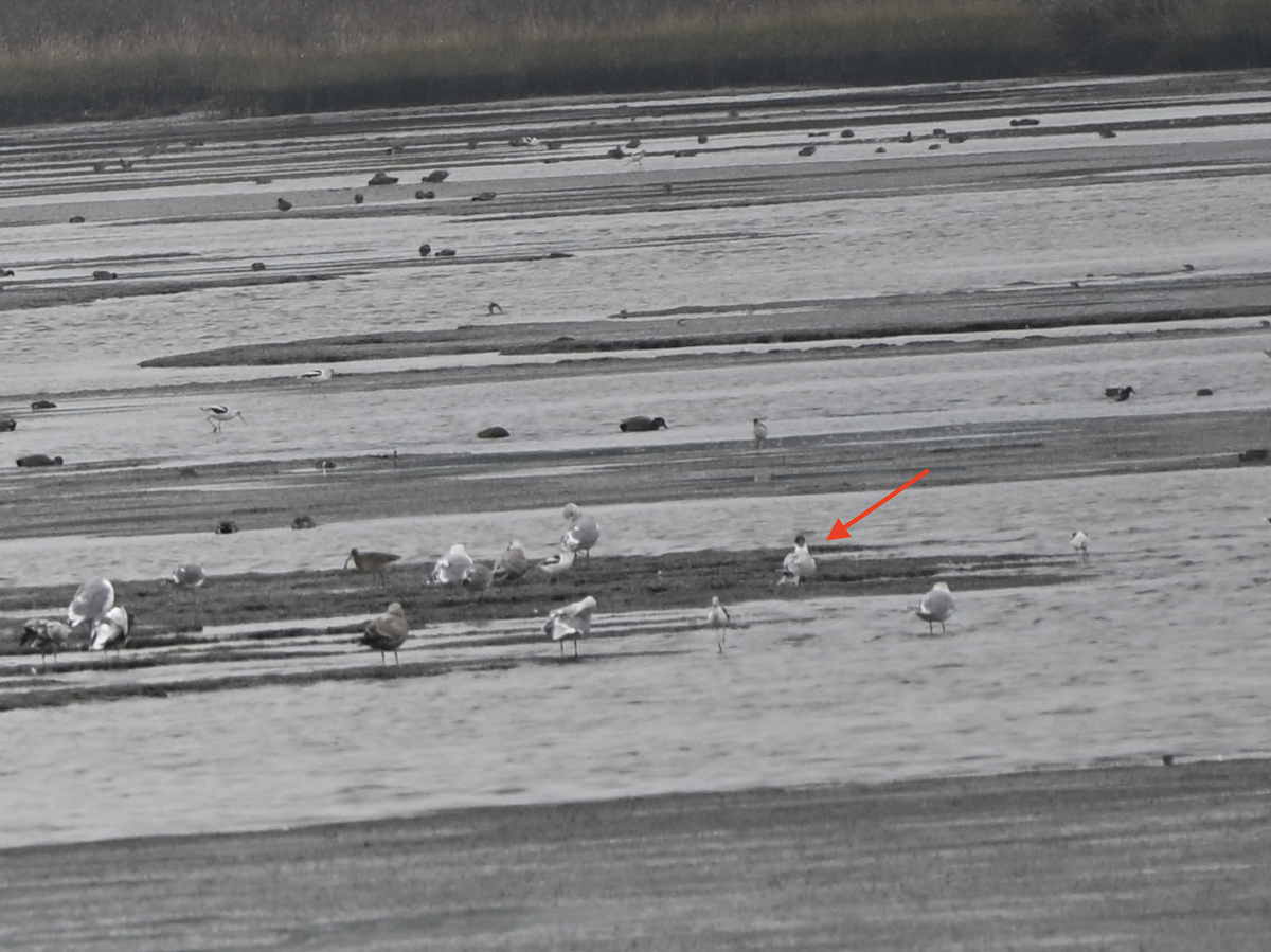 Caspian Tern - ML646580469