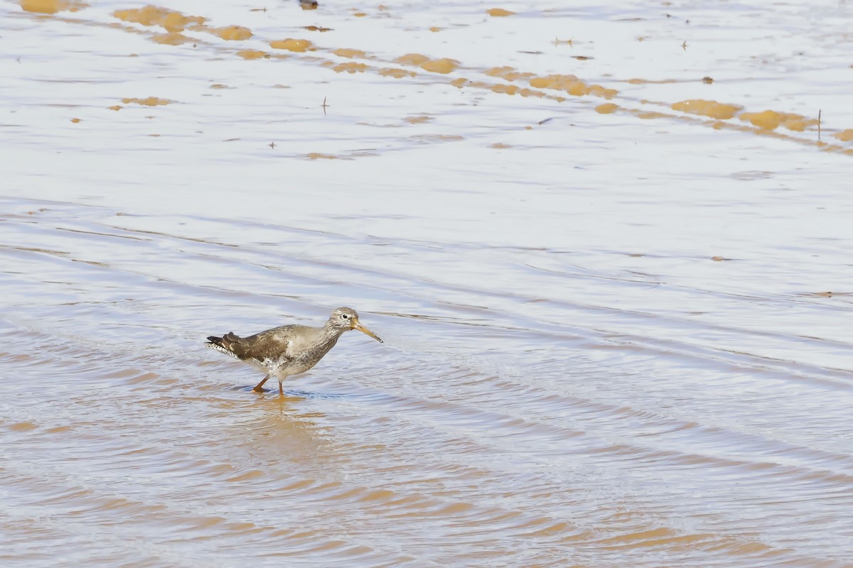 ביצנית לבנת-כנף - ML646580470