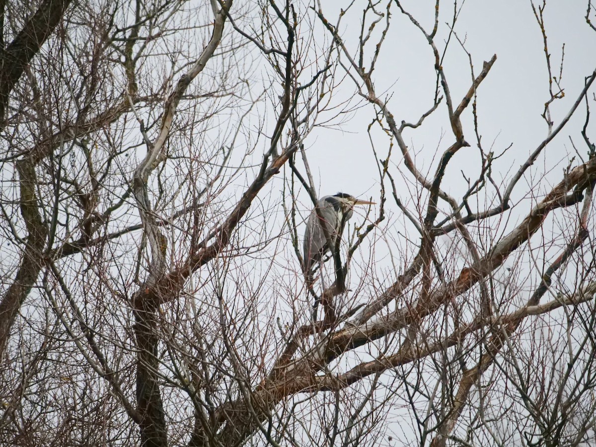 אנפה אפורה - ML646580472