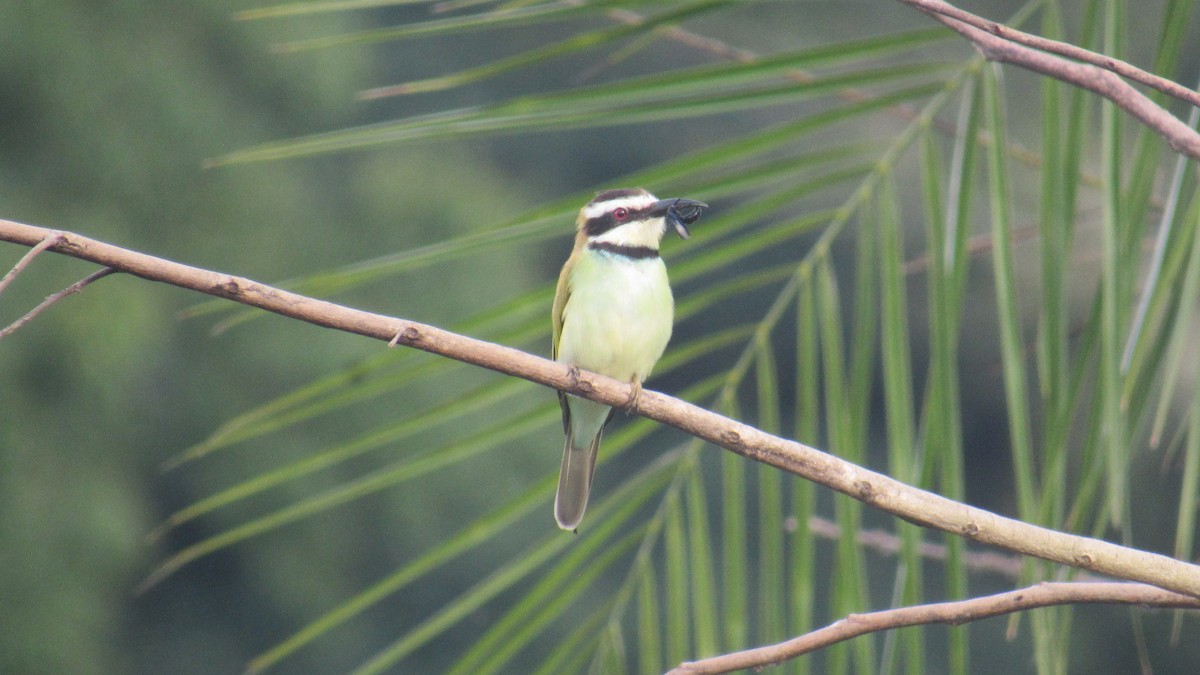 שרקרק לבן-גרון - ML646580473