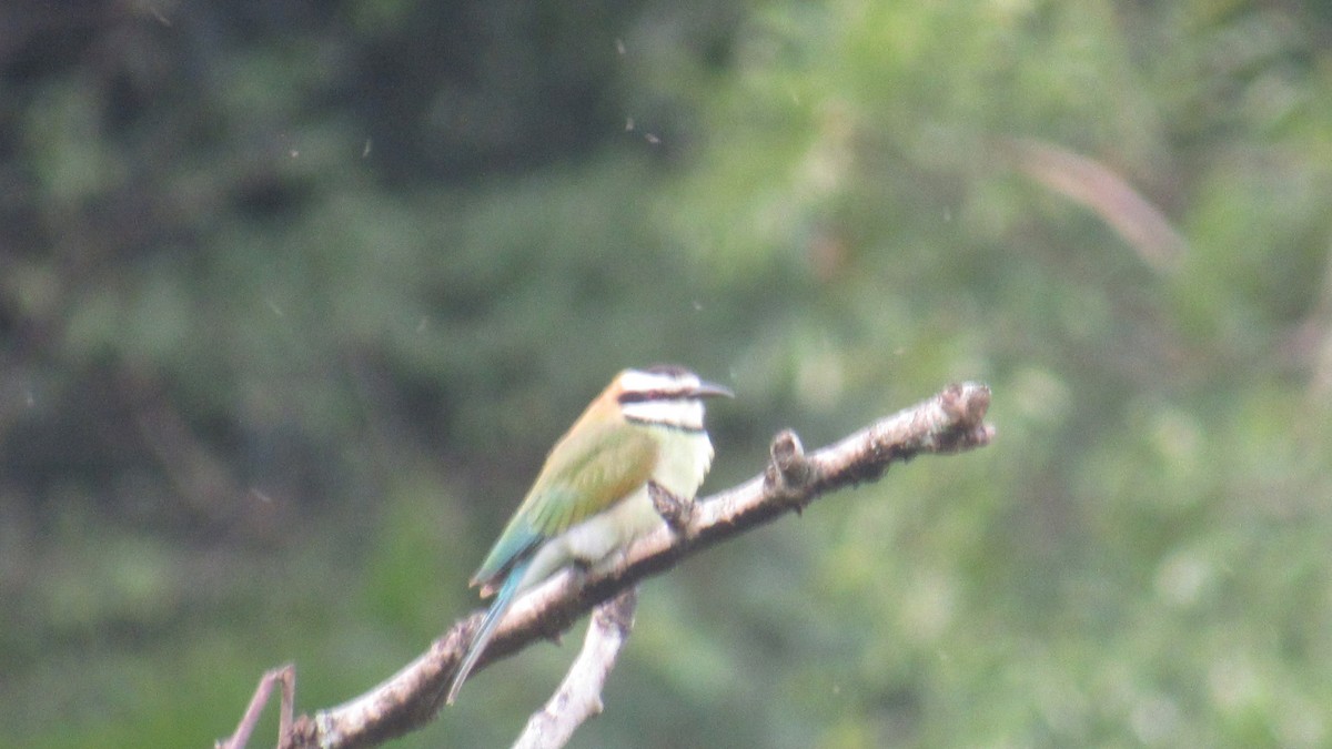 שרקרק לבן-גרון - ML646580474