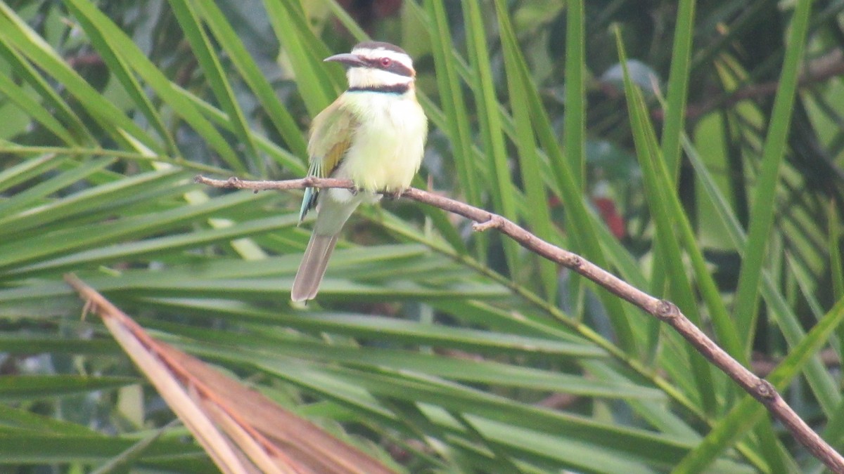שרקרק לבן-גרון - ML646580475