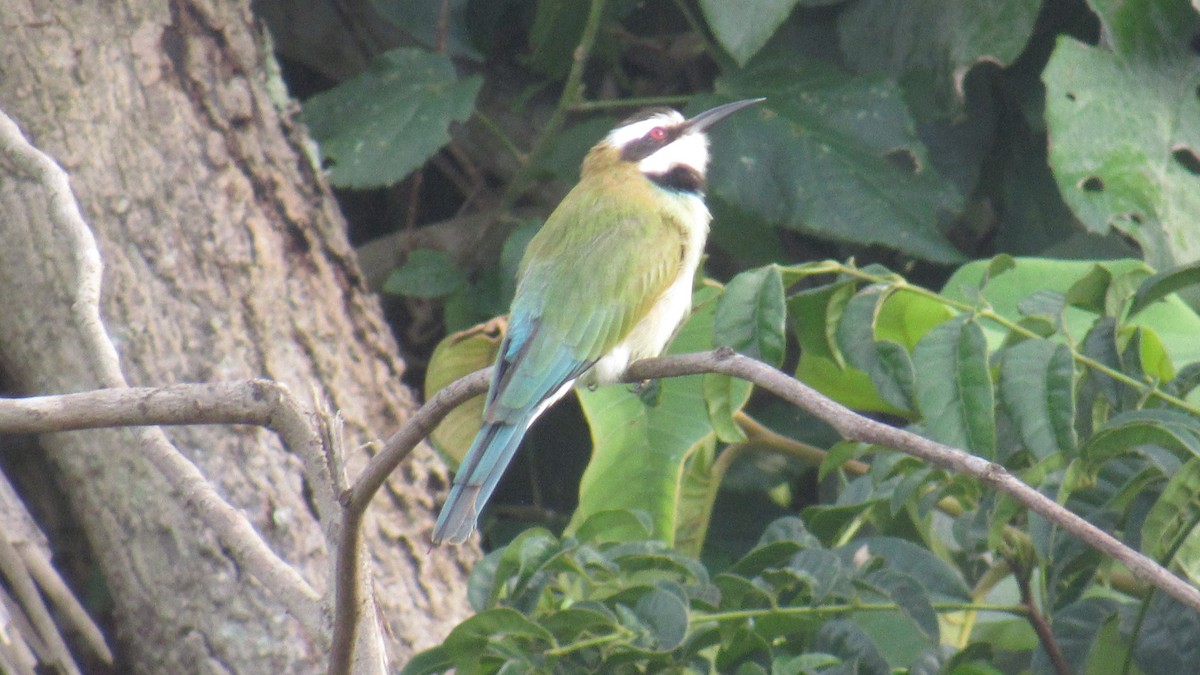 שרקרק לבן-גרון - ML646580476