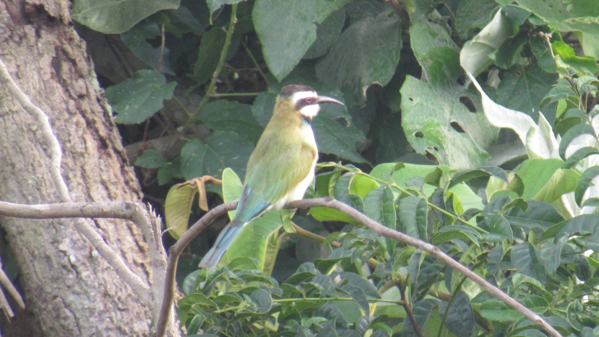 שרקרק לבן-גרון - ML646580478