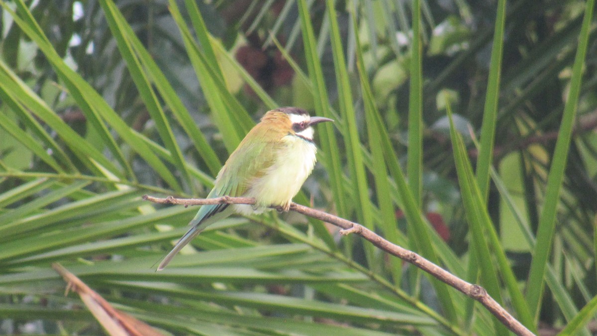 שרקרק לבן-גרון - ML646580479