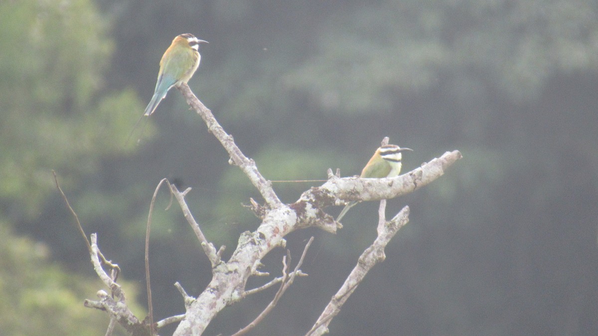 שרקרק לבן-גרון - ML646580480