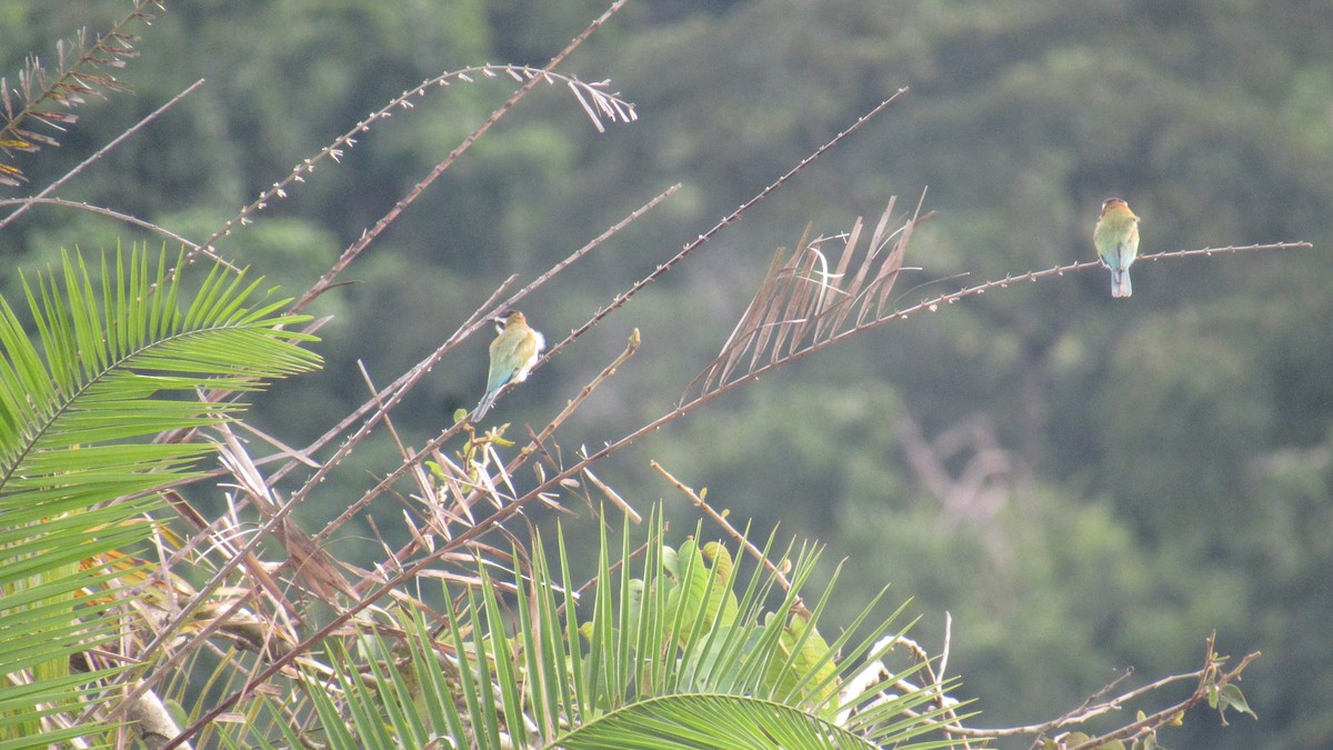 שרקרק לבן-גרון - ML646580482