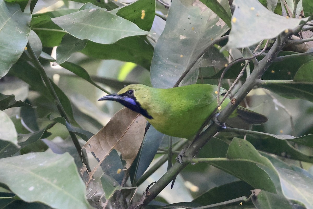 Jerdon's Leafbird - ML646580485