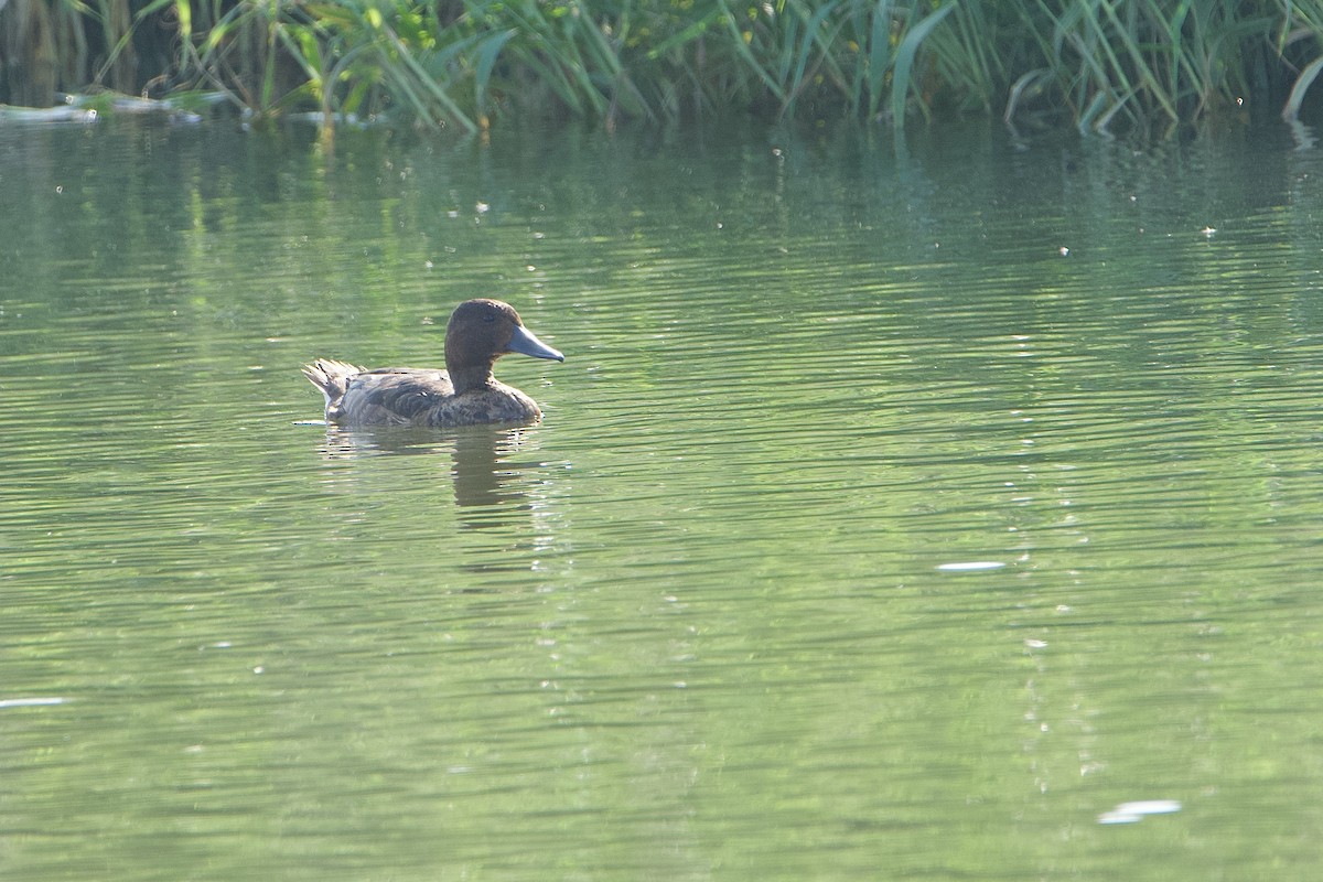 Porrón Pardo - ML646580489