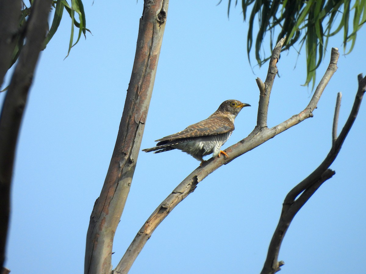 Common Cuckoo - ML646580490