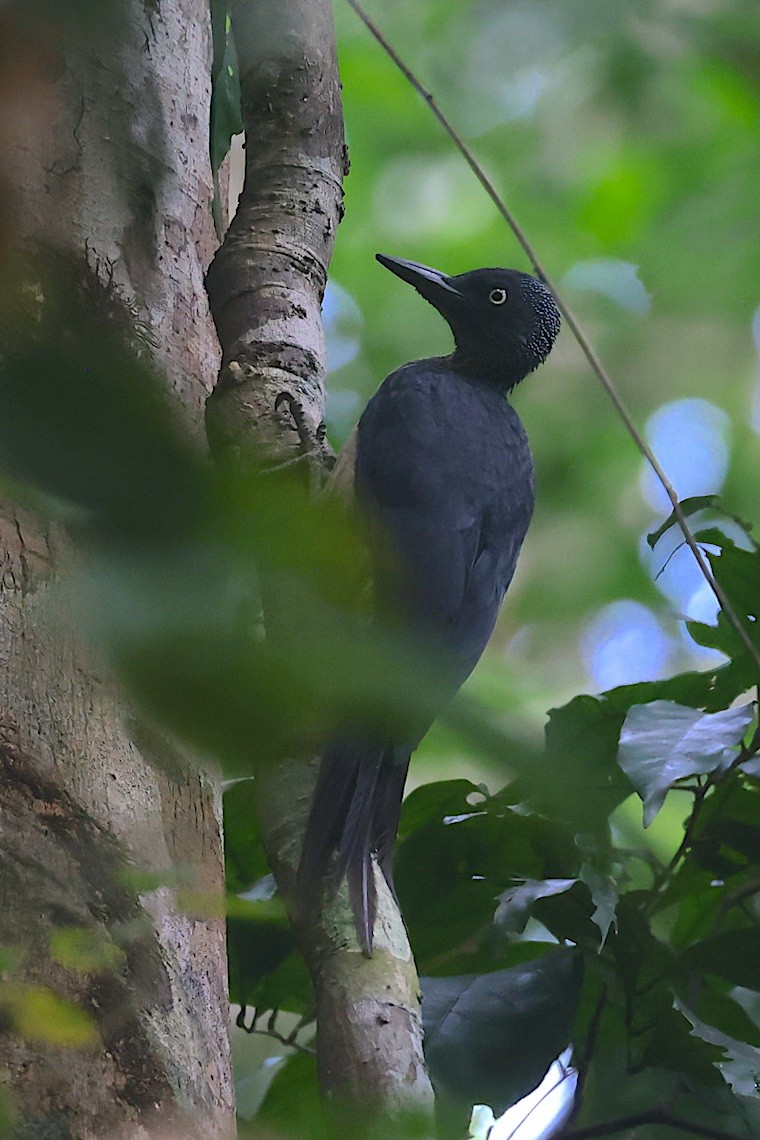 Ashy Woodpecker - ML646580491