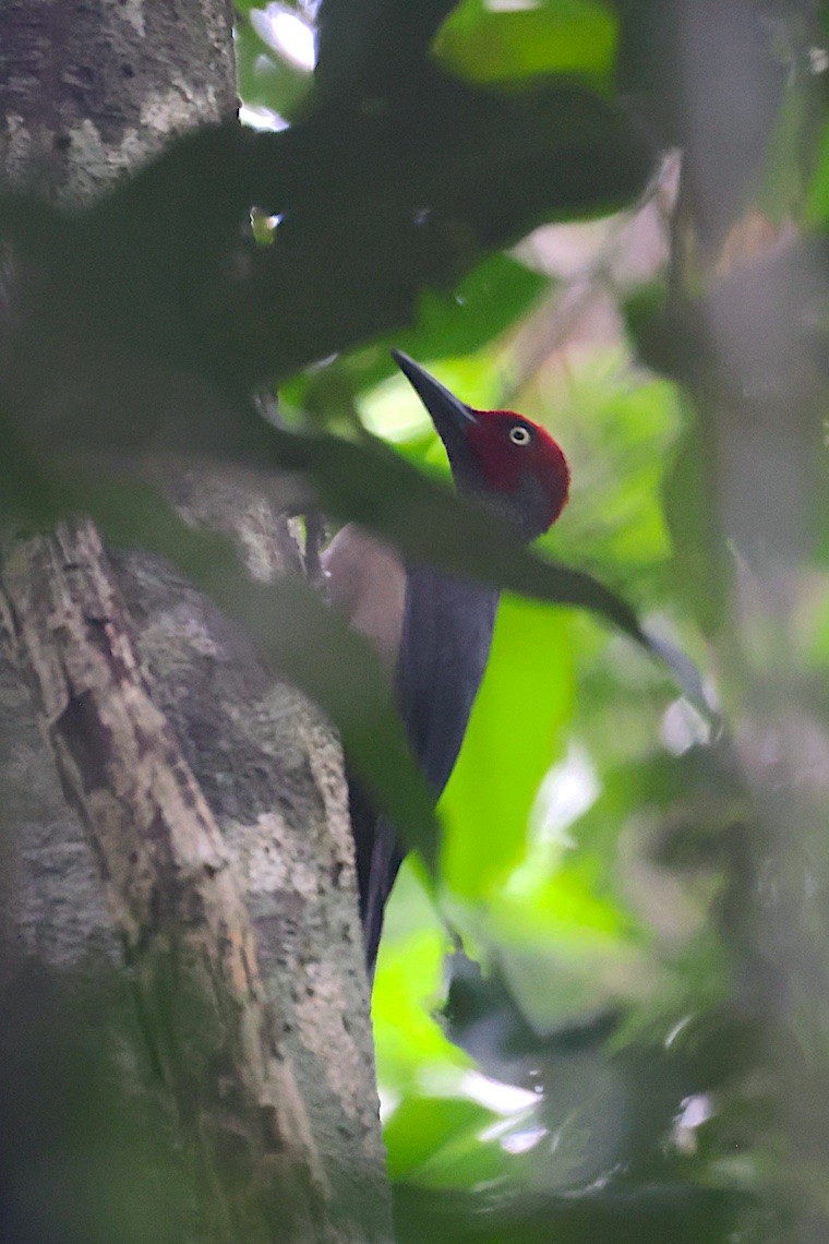 Ashy Woodpecker - ML646580492