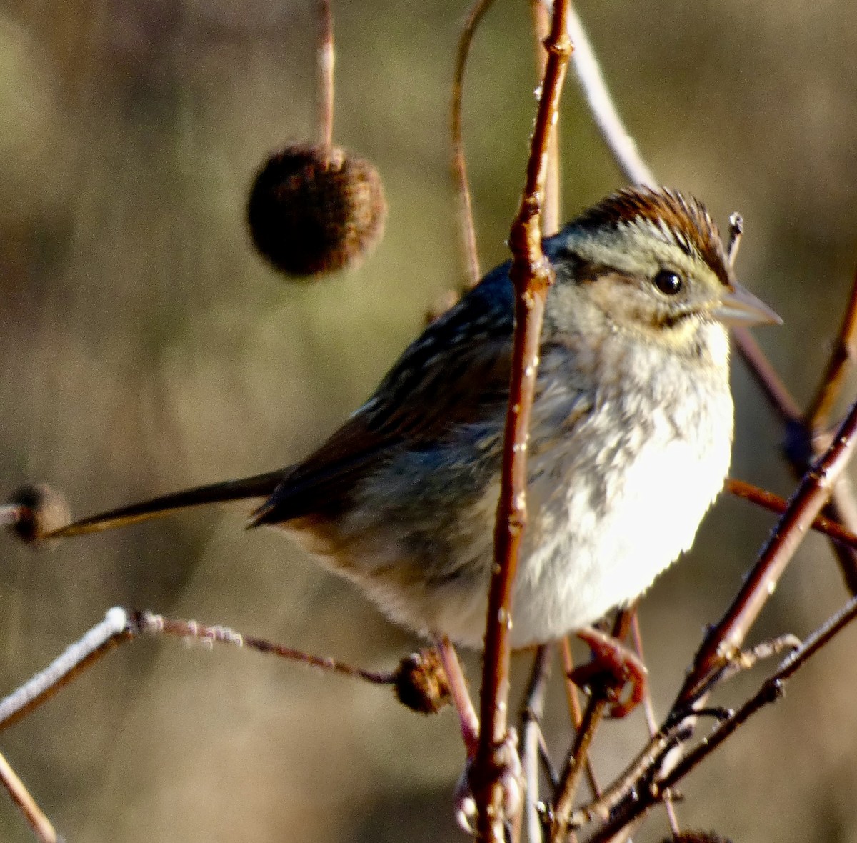Swamp Sparrow - ML646580494