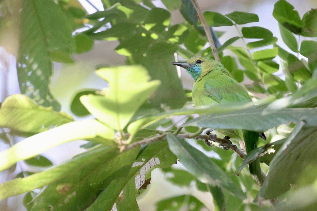 Jerdon's Leafbird - ML646580503