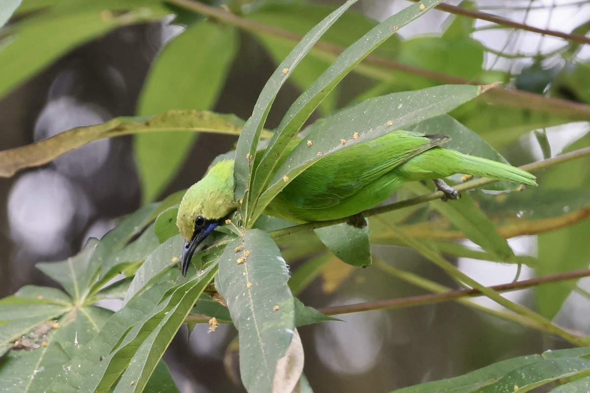 Jerdon's Leafbird - ML646580505