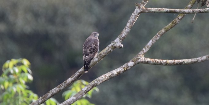 Roadside Hawk - ML646580506