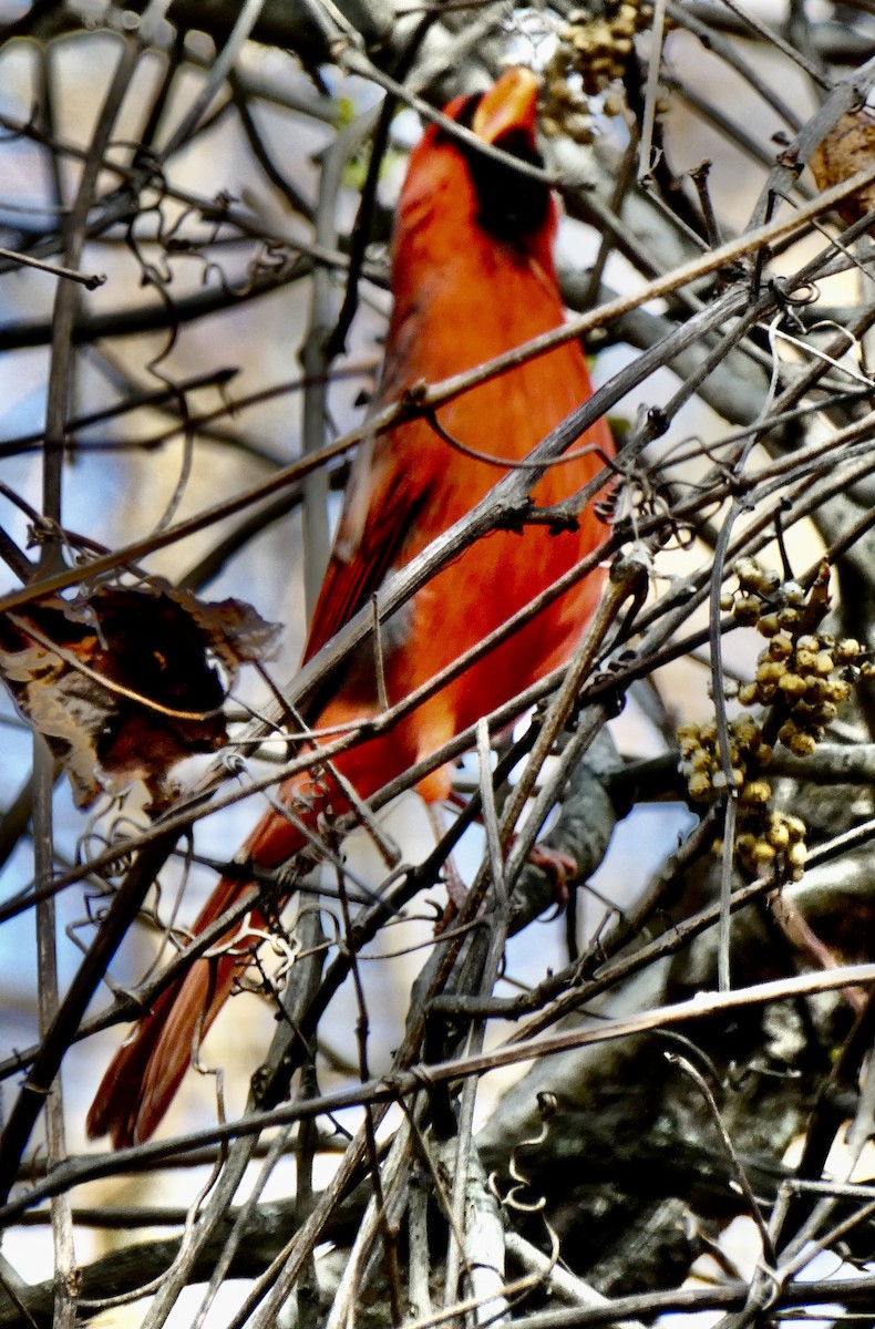 Cardinal rouge - ML646580507