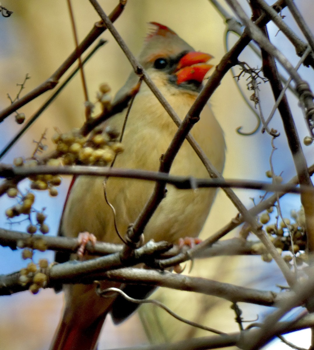 Cardinal rouge - ML646580508
