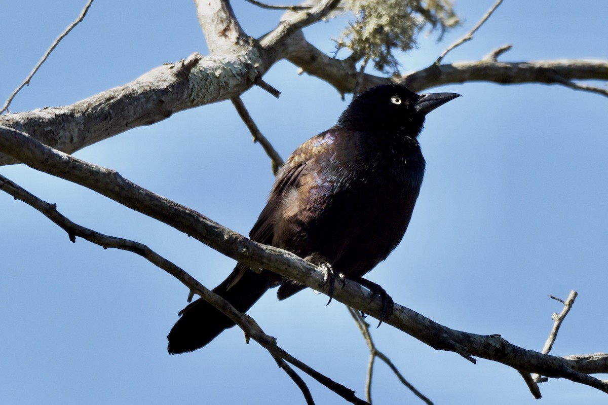 Purpurgrackel - ML646580509