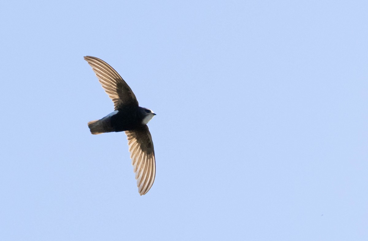 Little Swift - ML646580510