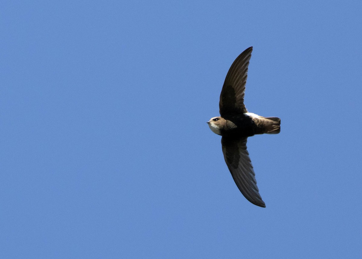 Little Swift - ML646580512