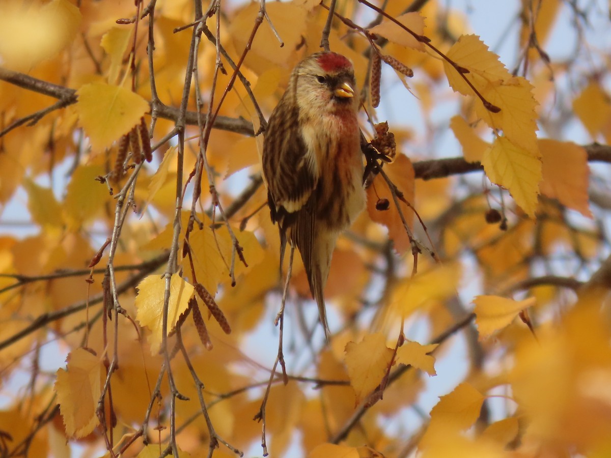 gråsisik - ML646580514