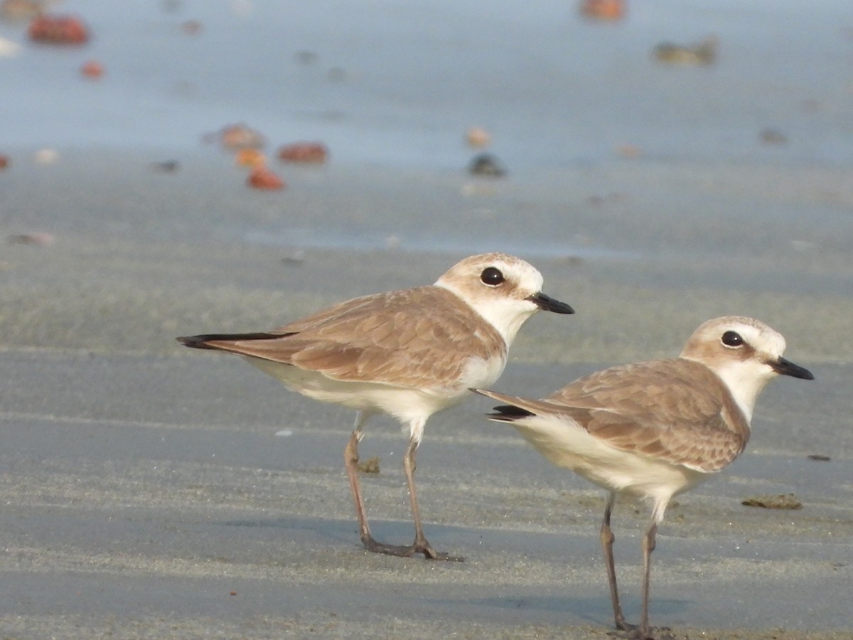 Tibetan Sand-Plover - ML646580515